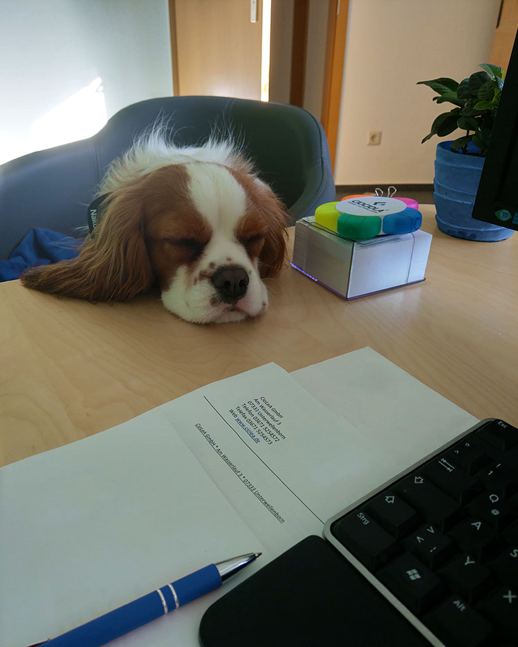 Büro-Maskottchen - Foto von einem Hund